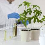 Female scientist in a laboratory watering a marijuana plant. Healthcare pharmacy from medical cannabis. There is a medical marijuana plant on the table.